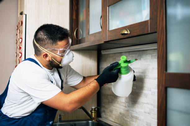 Best Rat Extermination Near Me  in Bunker Hl, IL