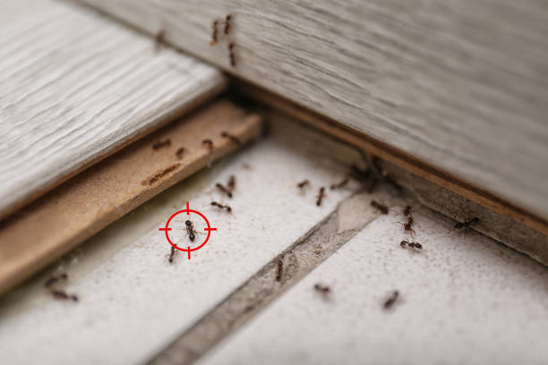 Best Bed Bug Extermination  in Bunker Hl, IL