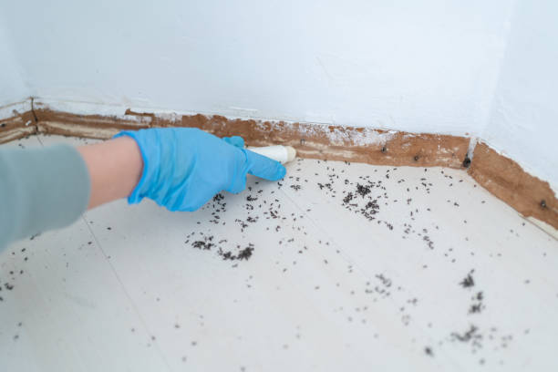 Best Exterminator Services  in Bunker Hl, IL